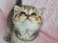 58 günlük tabby renk dişi yavrumuz yeni yuvasına hazır kedim