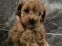 Maltipoo sevgililer gününe özel kampanya