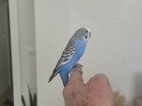 6 aylık genç kendi kuşlarımın yavrusu erkek
