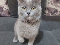 5 aylık dişi scottish