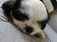 Shih Tzu Şecereli Yavrular A Kalite Tüm İllere Gönderim