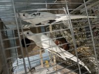 Heawy albino cf yavru verir full sultan
