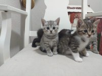 SEVİMLİ SAFKAN BRİTİSH LONGHAİR BEBİŞLERİM