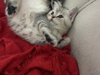 2 Aylık British Shorthair Yavru