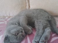 3 aylık british shorthair kedim anne baba bana aittir