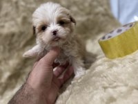 Orijinal Maltipoo Yavruları