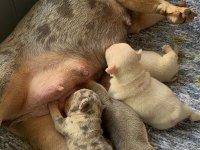 Balıkesir Kaliteli French Bulldog Yavrular