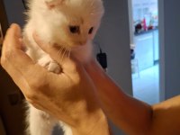 50 günlük scottish fold bebekler