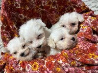 2 aylık yavru dişi ve erkek köpekler mevcut