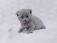 Scottish fold yavru sahiplendirme