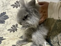 Yavru Erkek Mini Lop Tavşan