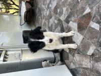 Dişi Erkek 5 Aylık Aşırı Akıllı Border Collie