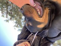 Çipli kimlikli rottweiler