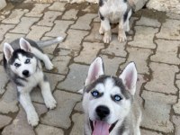 Dünyalar Güzeli Husky Yavrularımız