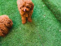 Çok özel redbrown kore toy poodle yavrular