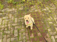 Golden Retriever Köpeğimiz İçin Açıklamayı Okuyunuz