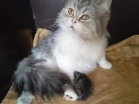British longhair (hamile bir dişi)