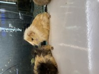 City Pet Shop Güvencesiyle Sağlıklı Ginepigler