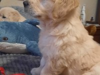 Golden Retriever Yavrular İstenirse Kapınıza Teslim