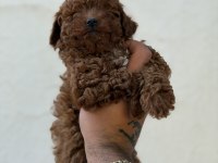 Erkek ve dişi kg garantili toy poodle bebekler