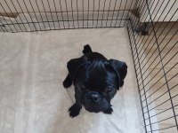 Evcil Eğitimli Yavru Pug