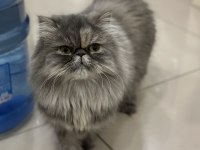 Nazlı güzel exotic kızım