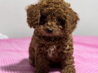 KORE KAN TOY POODLE SAHİPLENDİRME