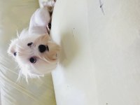 Show kalite maltese