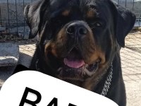 Rottweiler Yavru