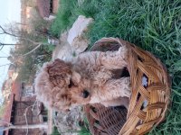 MALTİPOO YAVRULARIMIZ