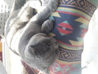 Scottish fold kedimiz sahiplendirilecektir