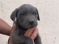 KALİTELİ CANE CORSO YAVRULAR
