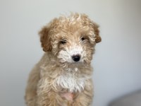 Toy Poodle 5 Aylık