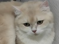 British shorthair golden cy12