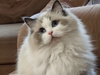 Secereli Ragdoll Yavrulari