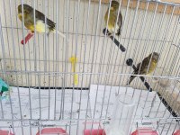 Malinua ve gloster kanarya sahiplendirme