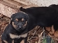 Macar Kafa Rottweiler Yavruları