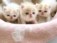 Safkan Şecereli Exotic Shorthair yavru