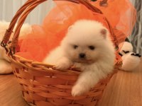 Mini boy ayı surat pomeranian yavrular