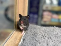 Birbirinden tatlı syrian hamsterlar