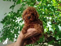 Toy Poodle Bebeklerim Ev Ortamından