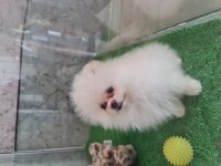 Show kalite pomeranian boo