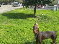 5 aylık yavru estetik kahverengi doberman