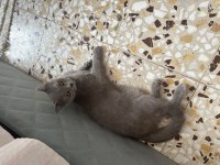 British shorthair ücretsiz sahiplendirmek istiyorum