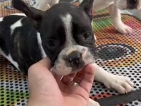 Kepçe kulak fransız bulldog
