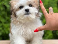 Türkiyenin en güzel morkie yavruları