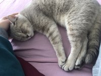1 yaşında british shorthair sahiplendirme
