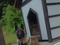 Orijinal belçika kurdu çok akılı köpek