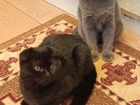 3 aylık scottish fold yavrular sahiplendirilecektir