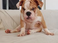 ORİJİNAL IRK ENGLİSH BULLDOG BEBEKLERİM
